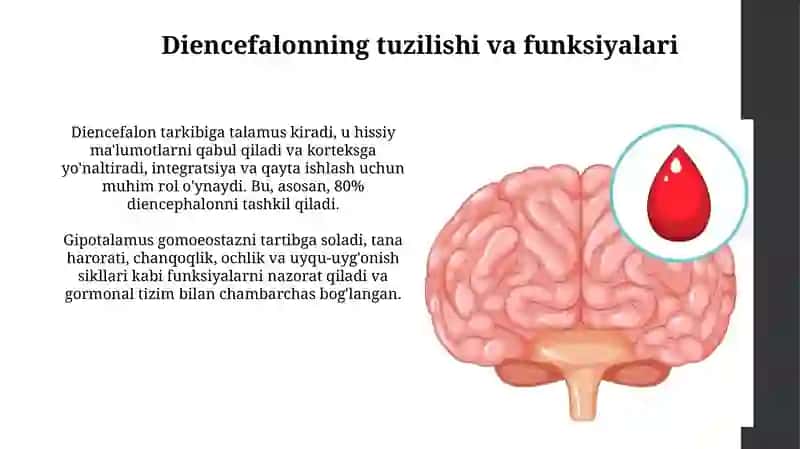 O'rta miya, diencephalon, qobiq va bazal gangliylar 4