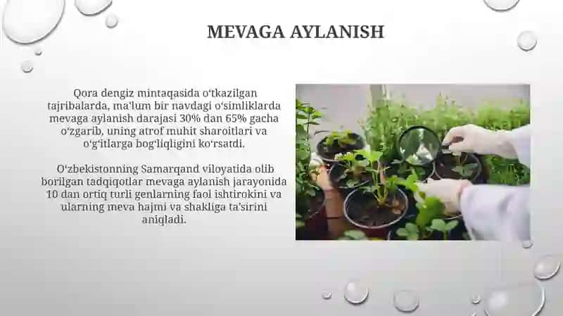 Kurtaklardan koʻpayish 4