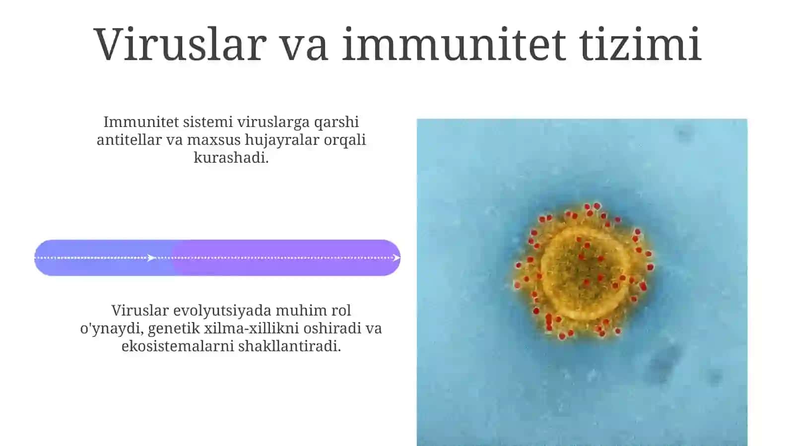 Viruslarvaularningahamiyati 4