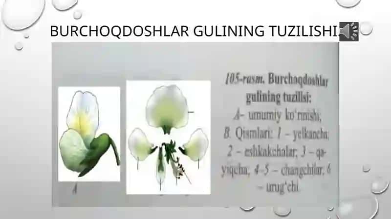 Burchoqdoshlar oilasining umumiy tasnifi 4