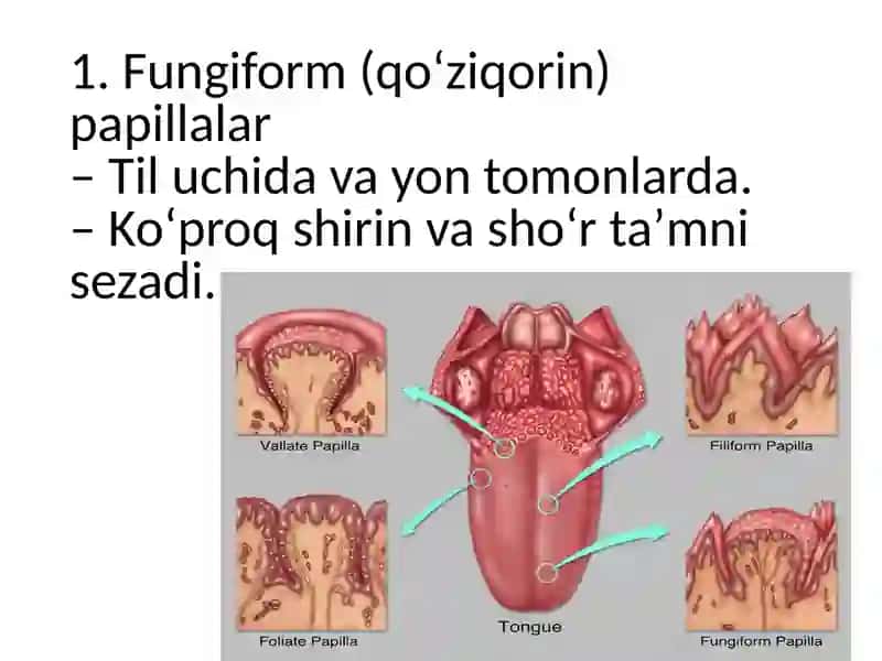 taʼm va hid bilish aʼzolarining vazifaviy anatomiyasi 4