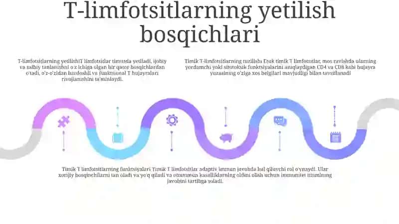 Timusdagi T Limfotsitlar Tuzilishi 4
