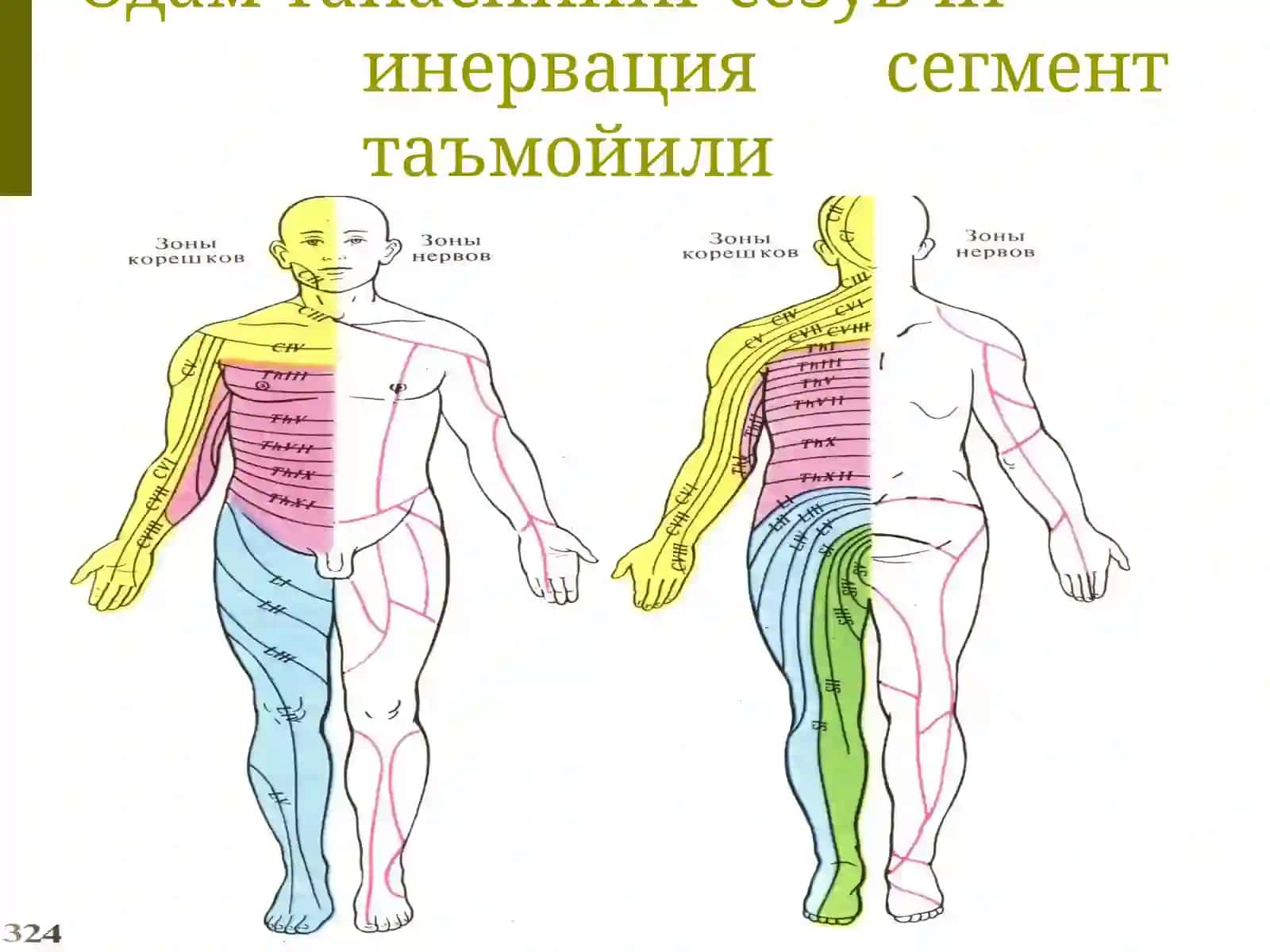 Тери анализатори 4