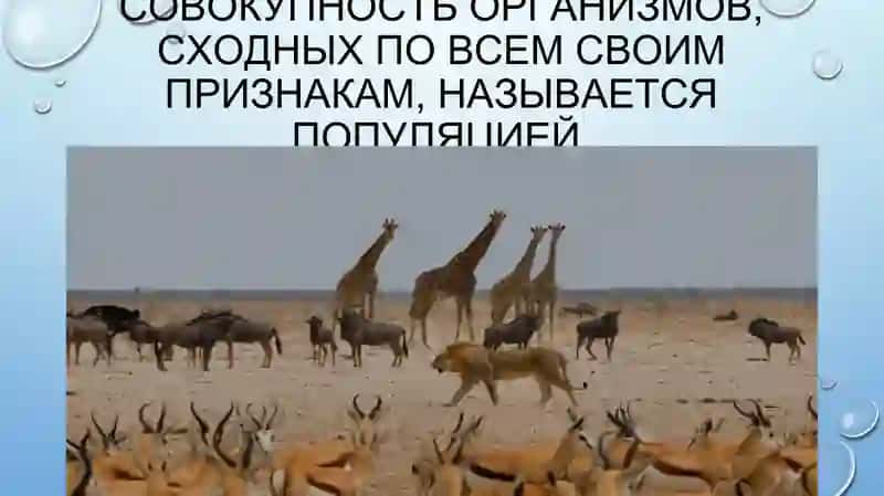 Взаимодействия в экосистемах 4