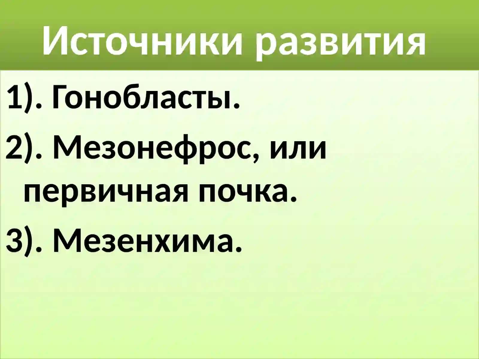 Мужская половая система 4