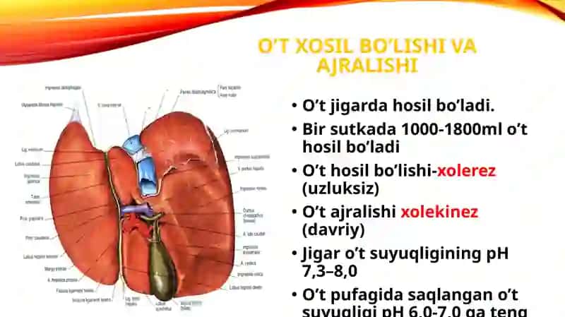 JIGARNING HAZM JARAYONIDAGI RO’LI. 4