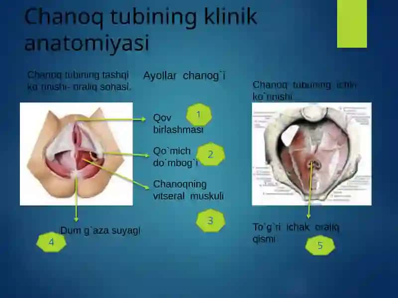 Chanoq sohasinin gklinikan atomiyasai 4