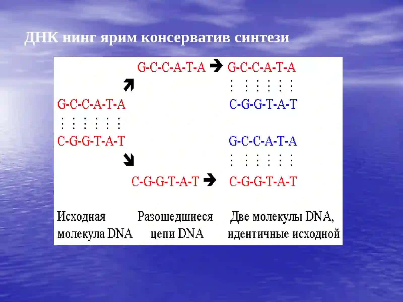 Нуклеинкислоталар биосинтези 4
