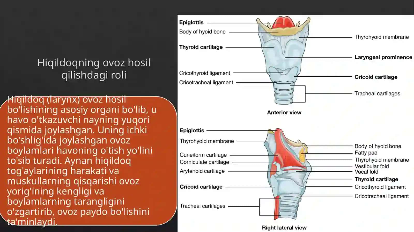 Ovoz paydo bo'lish mexanizmi/odam anatomiyasi 4