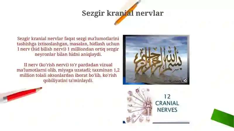 Bosh miya nervlari umumiy tasnifi 4
