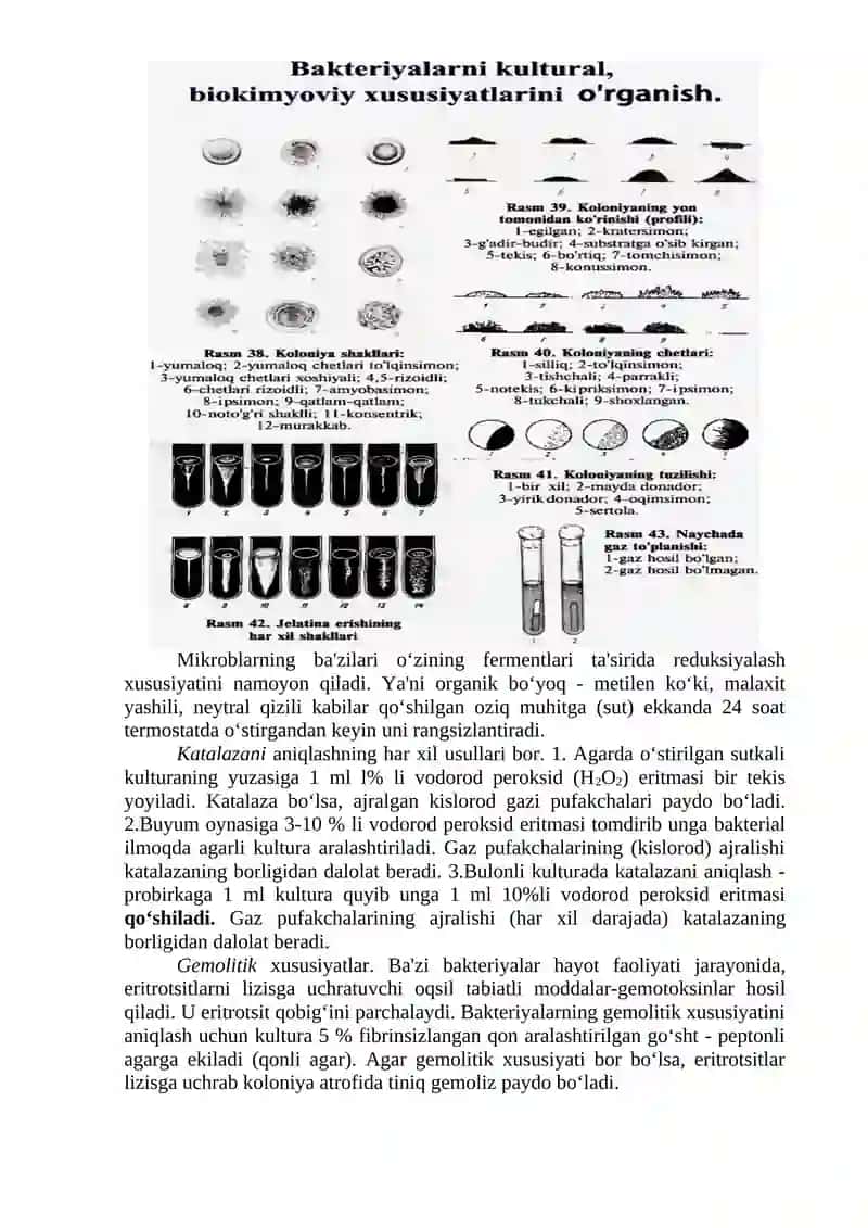 Bakteriyalar morfologiyasini o‘rganish 4