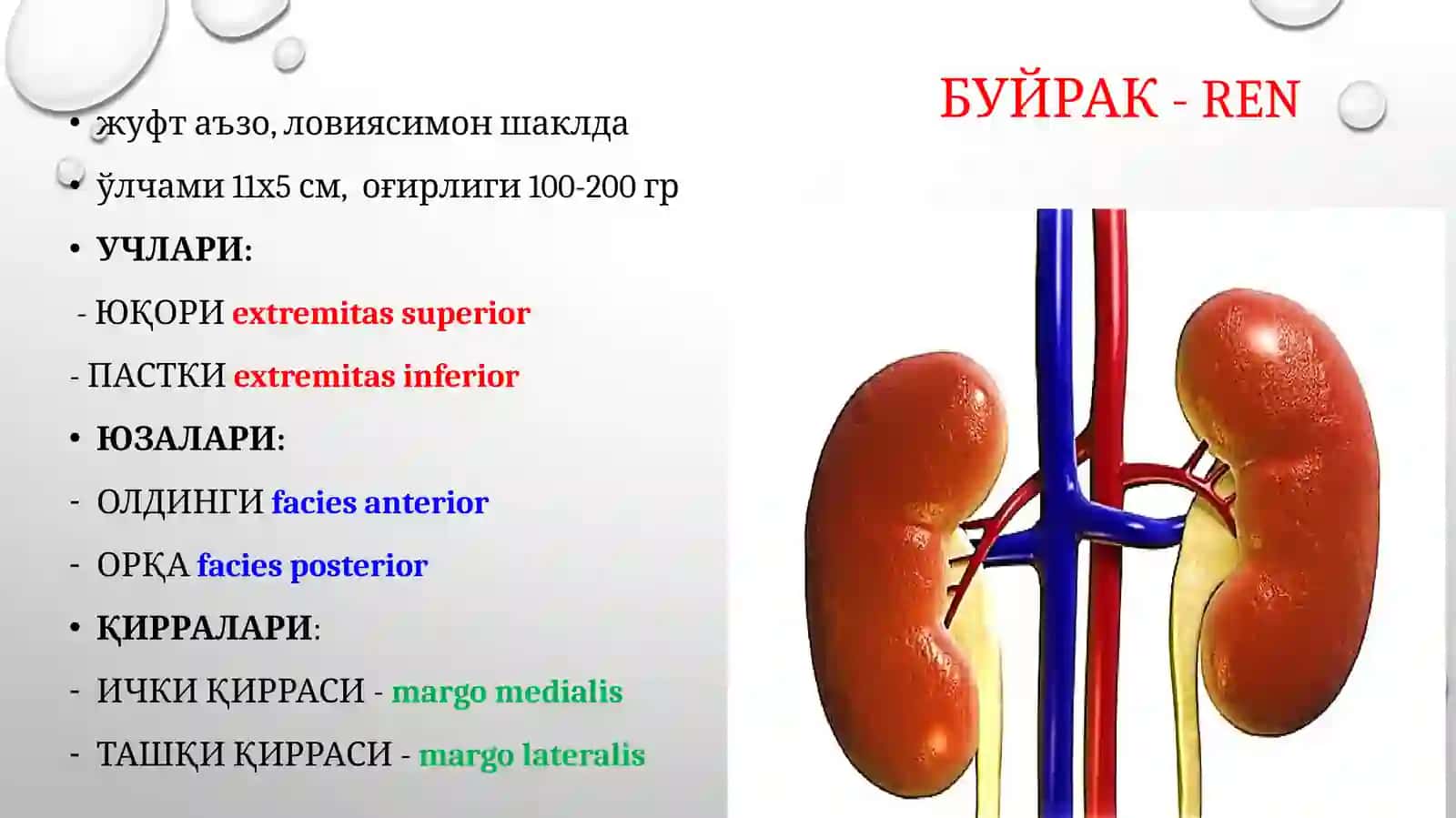 Сийдик–таносилаъзоларисистемаси 4