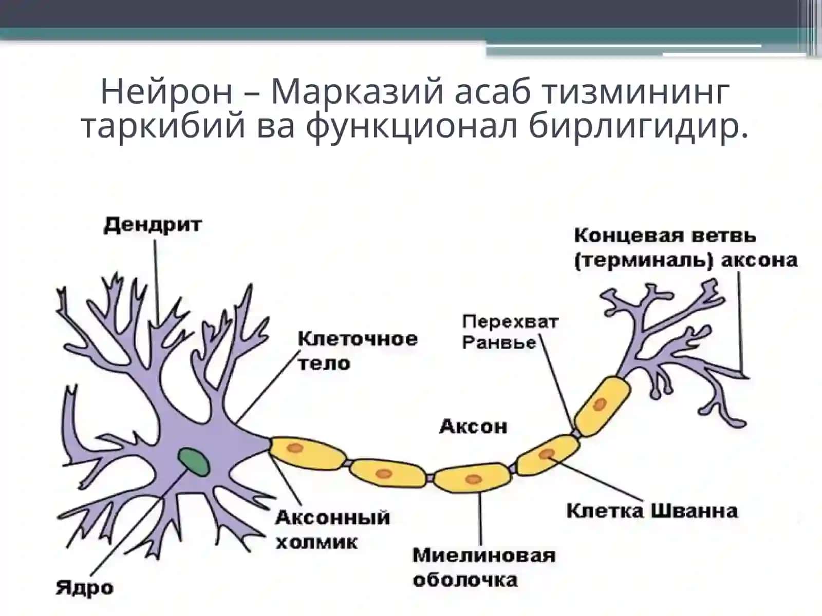 Марказий асаб тизими физиологияси 4