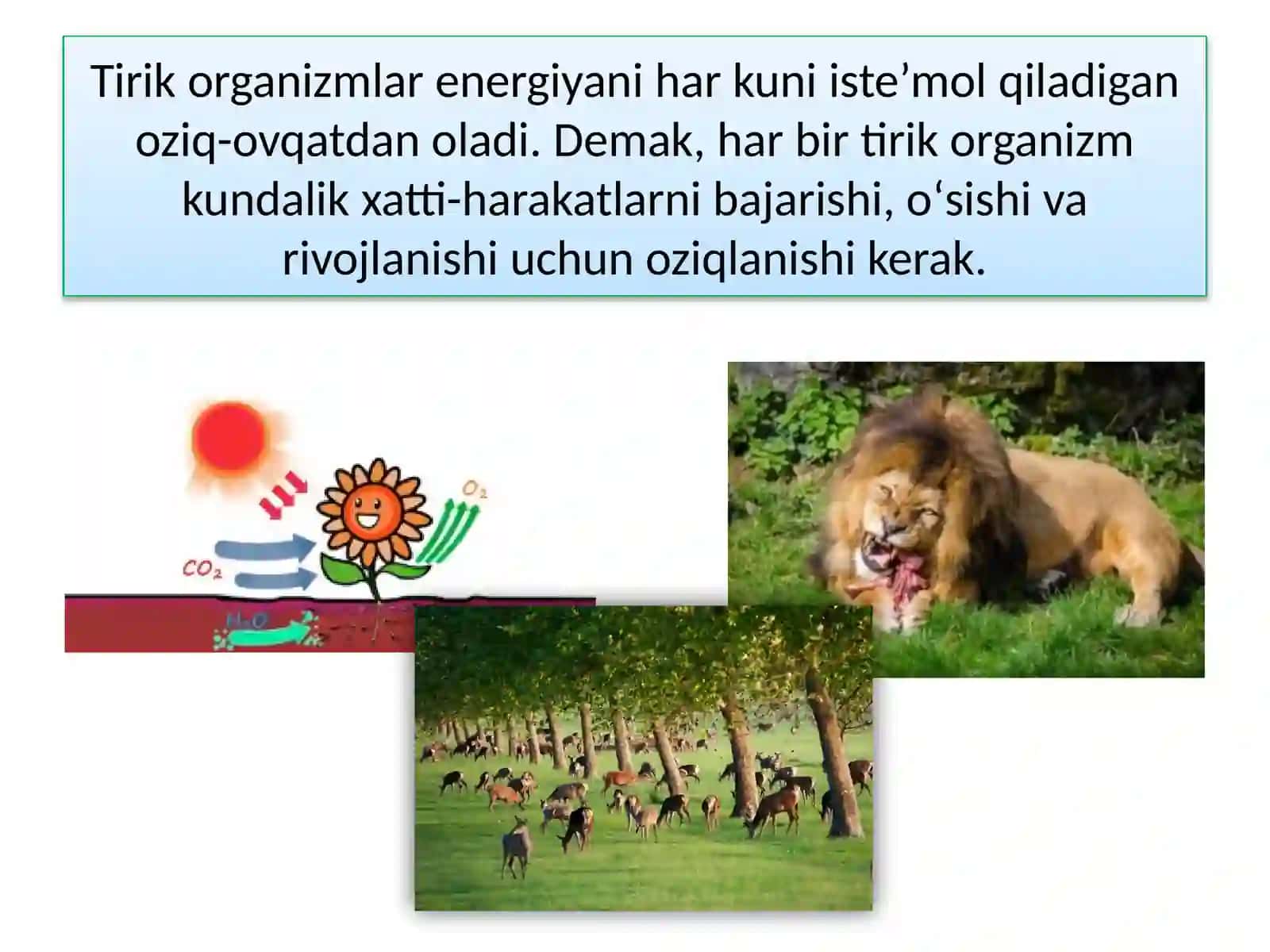 TIRIK ORGANIZM-LARNING OZIQLANISHI 4