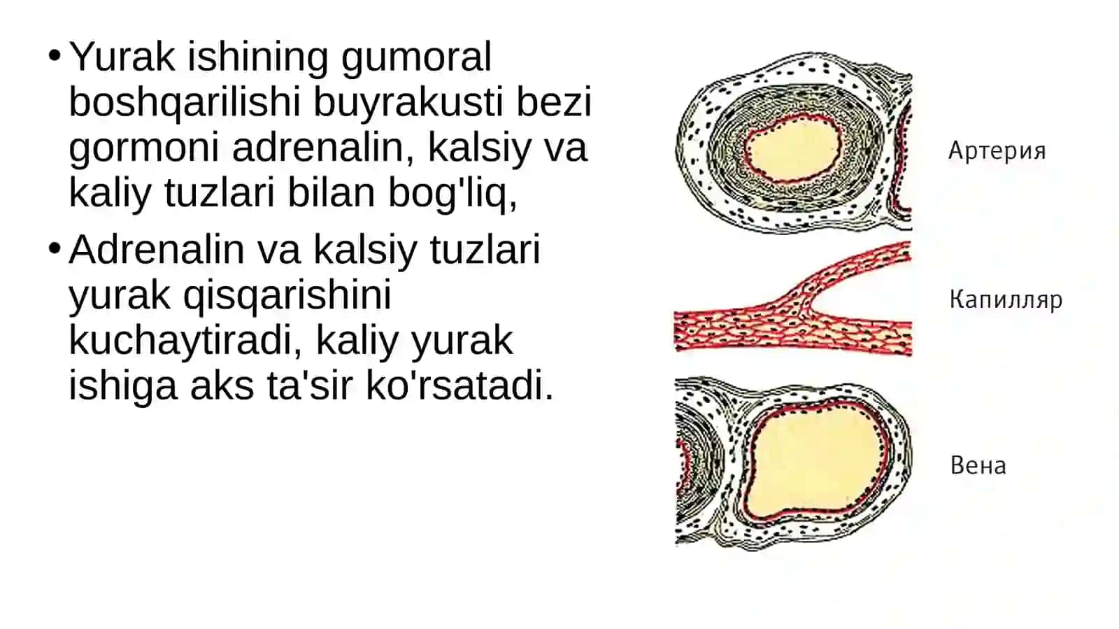 Qonaylanish organlari ishining boshqarilishi 4