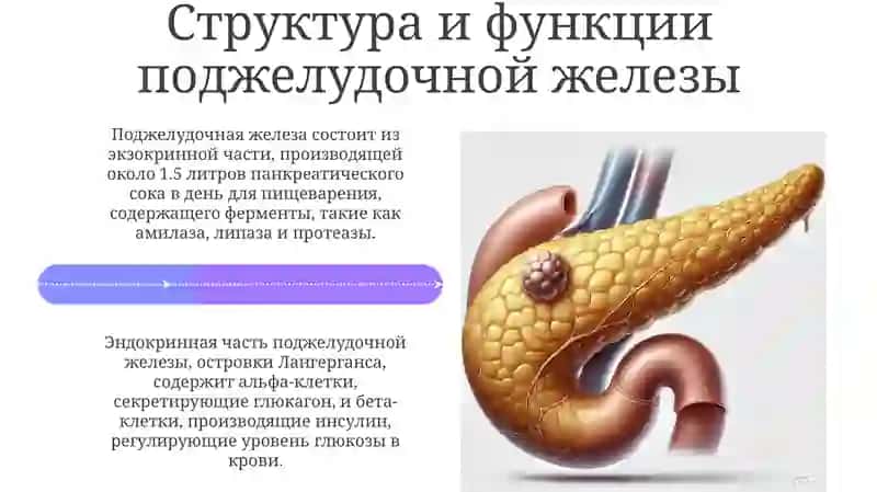 Анотомия ва клиник анатомия 4