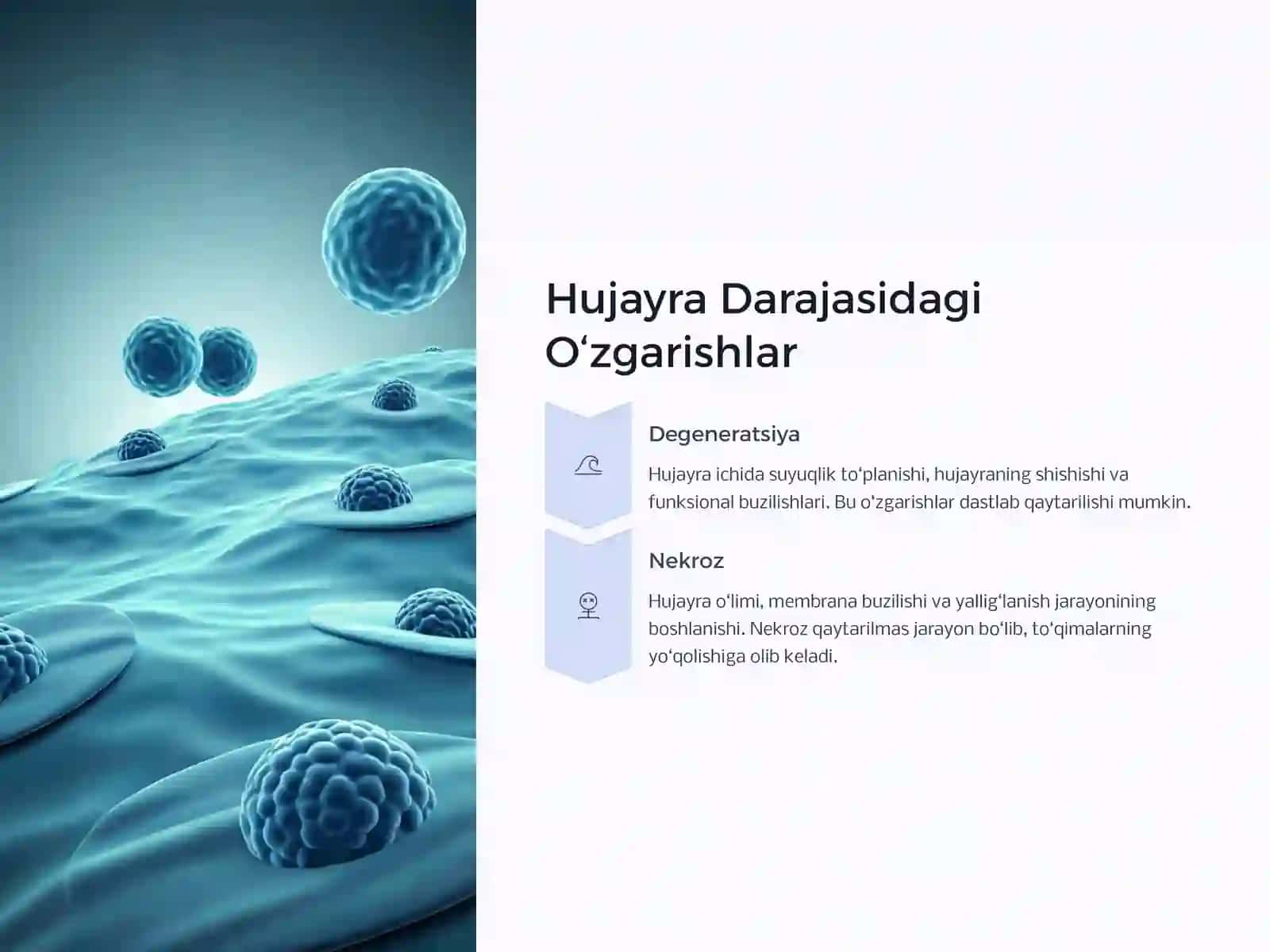 Zaharlanishlarning Patomorfologiyasi 4