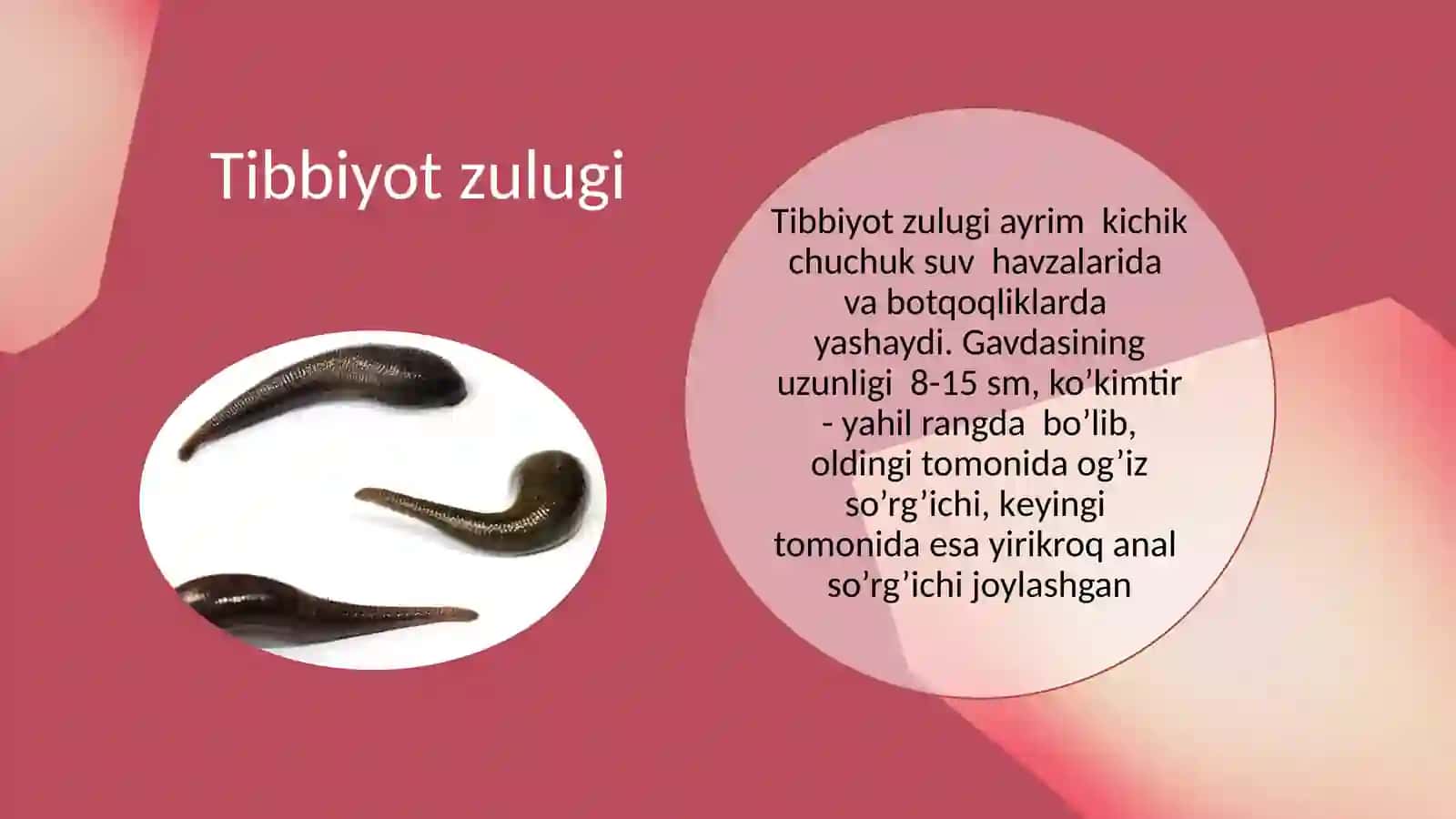 Zuluklar sinfi 4