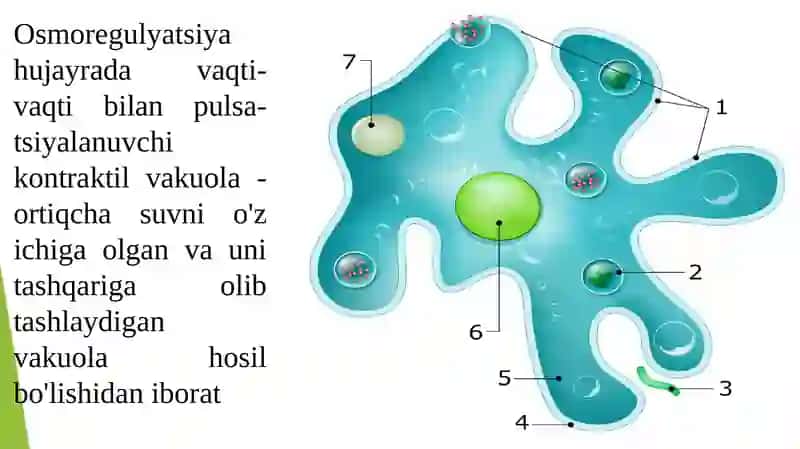 Amyobasimon (Amoeboidea) 4