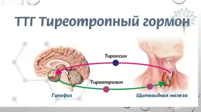 Tireotrop gormon (TTG) 4