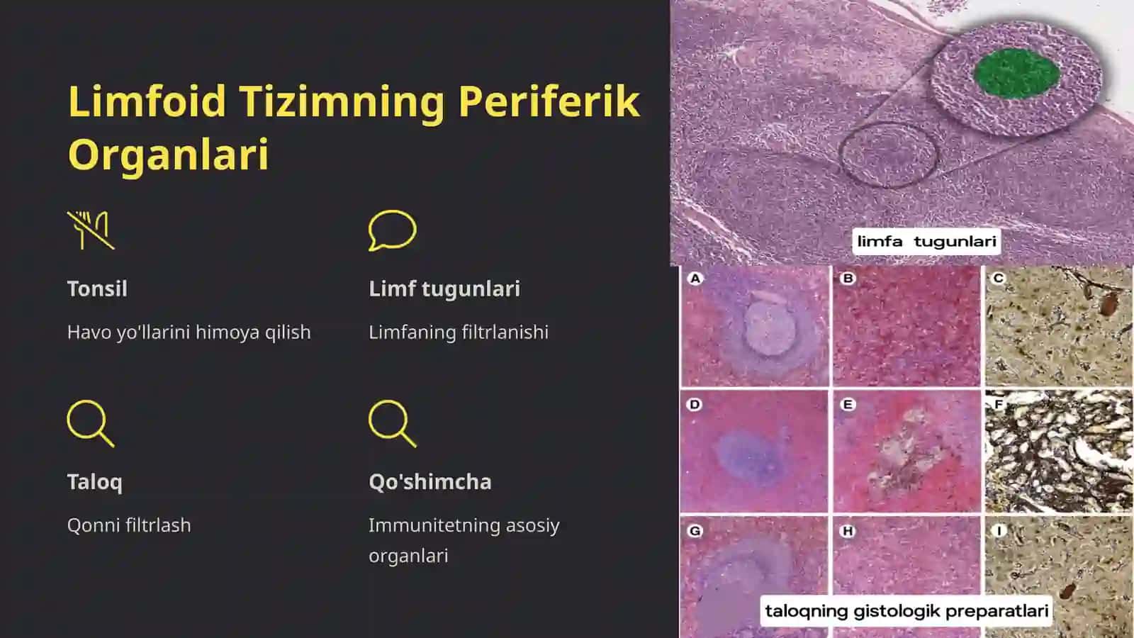 Hazm Nayining Limfoid Tuzilmalari 4