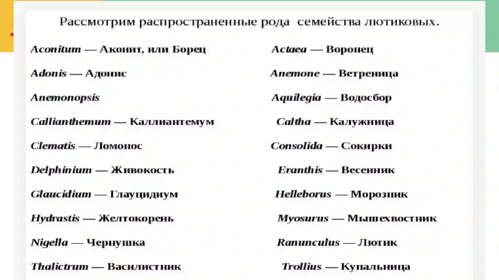 Семейство Лютиковые 4