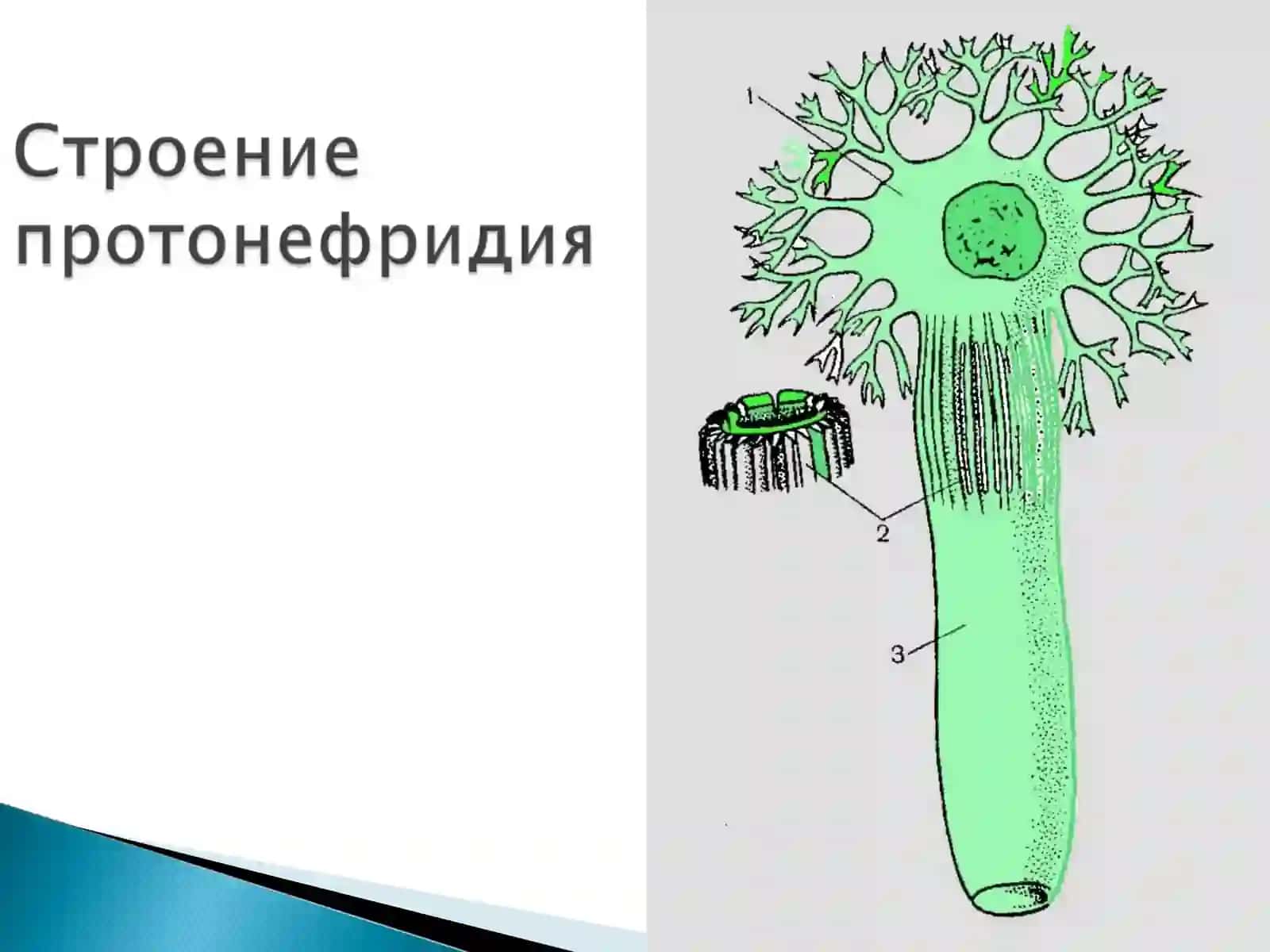 Тип Плоские черви-Plathelminthes 4