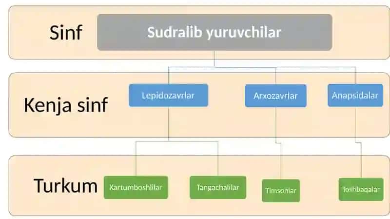 Reptiliyalarning sistematikasi 4