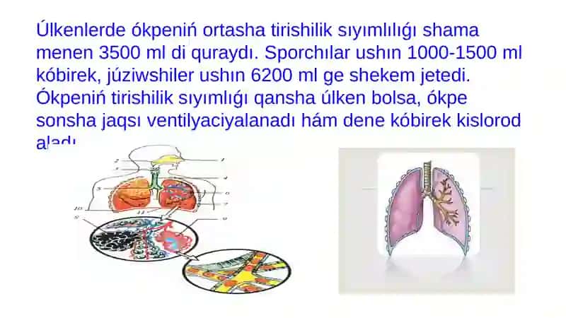 Ókpeniń tirishilik sıyımlılıǵı (ÓTS) 4