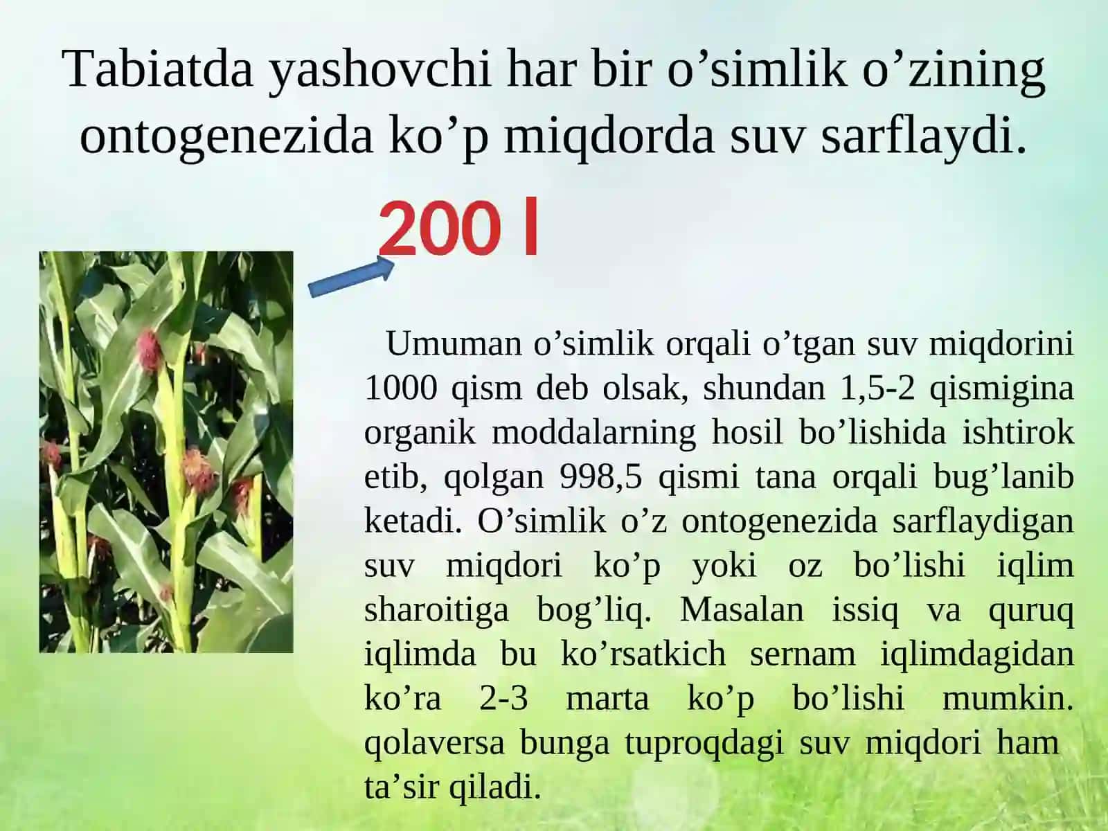 O‘simliklardagi suv muvozanati 4
