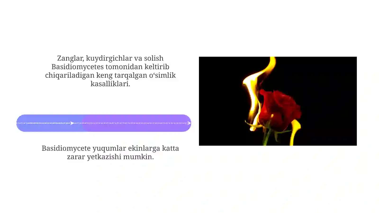 Basidiomitset kasalliklari 4