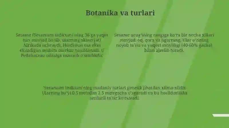 Kun jut urugʻlari 4