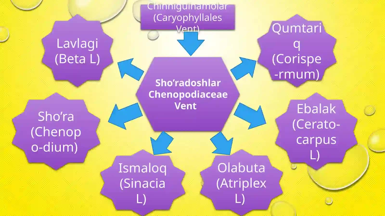 Sho’radoshlar Chenopodiaceae Ventoilasi 4