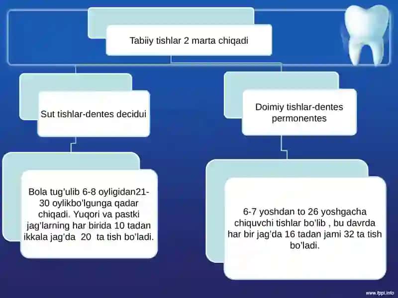 Tishlarni anatomik va gistologik tuzilishi 4