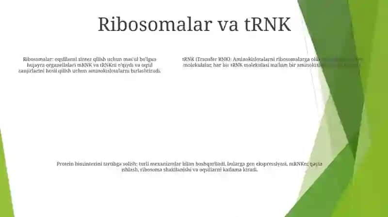 Oqsil Biosintezining Boshqarilishi 4