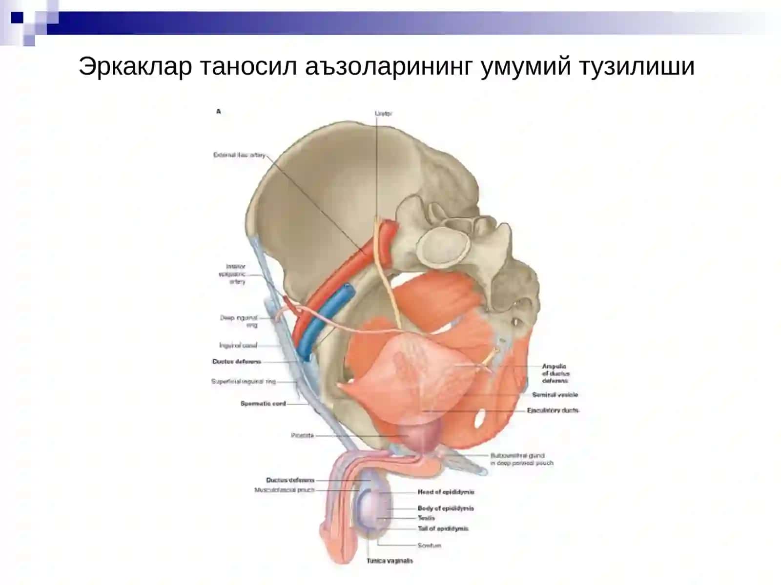 Эркаклар аъзоларининг анатомияси. Оралиқ 4
