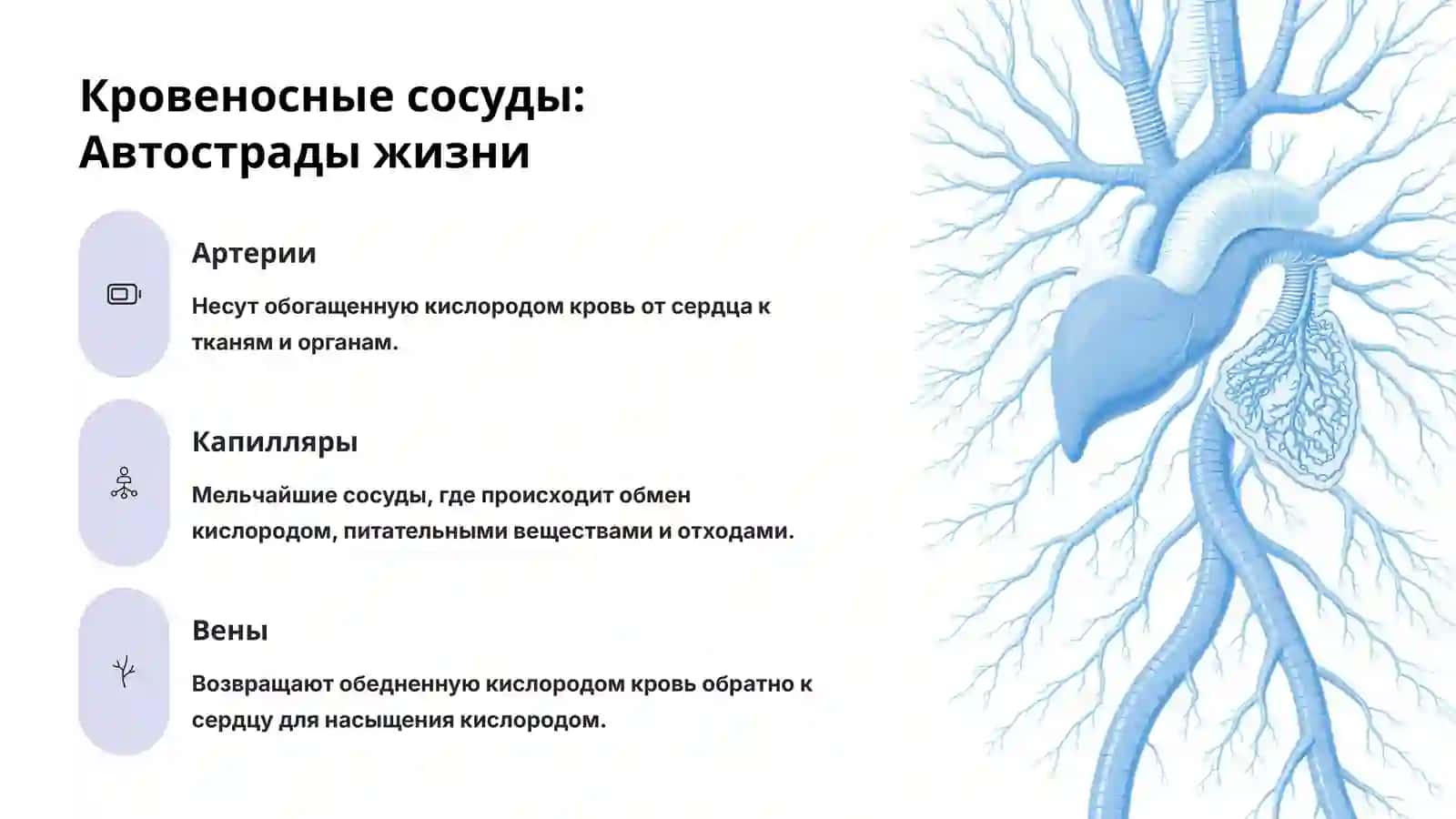 Система кровообращения человека: Загадки и чудеса 4