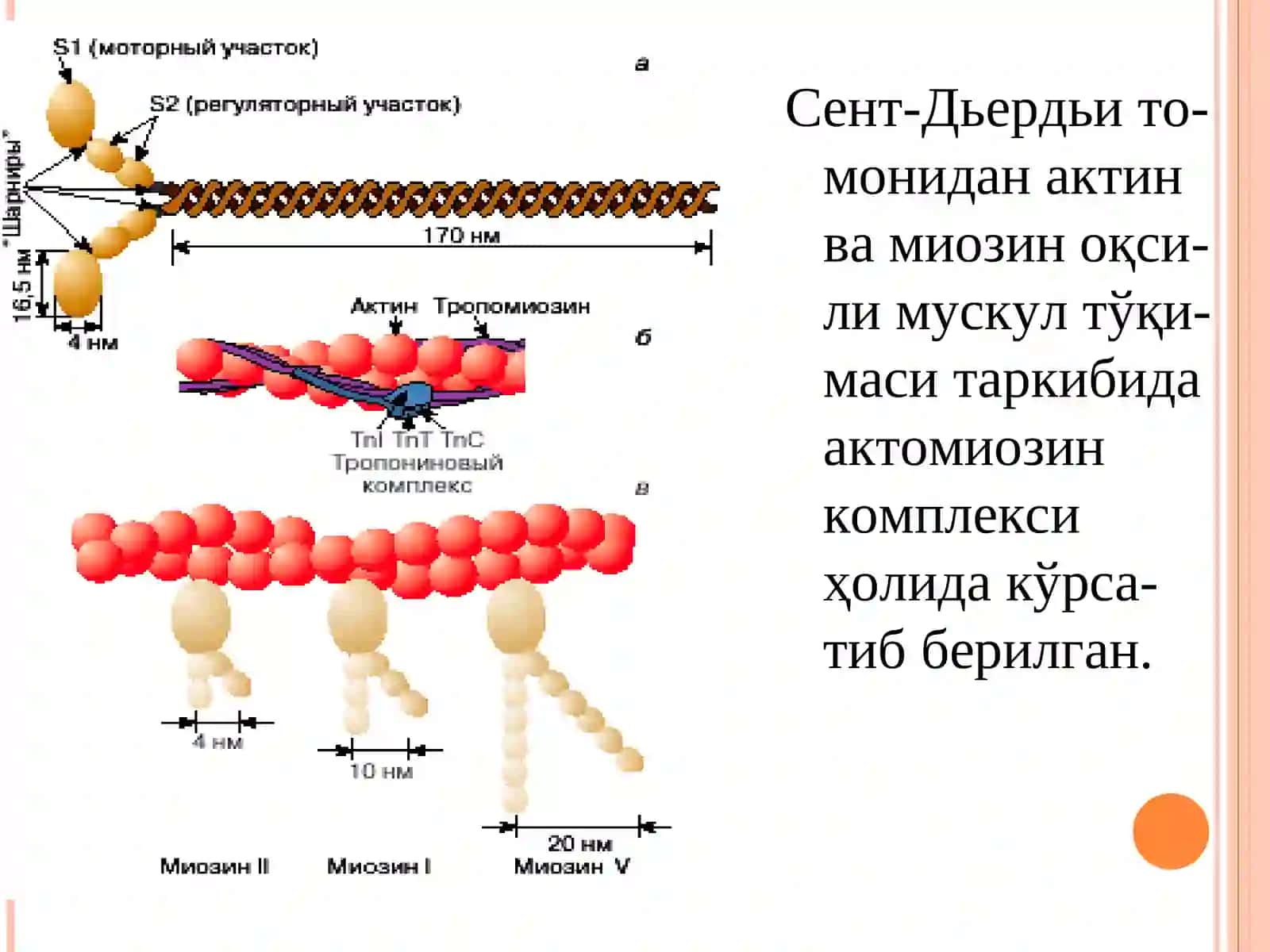 Харакатнинг мускулли ва мускулсиз формалари 4
