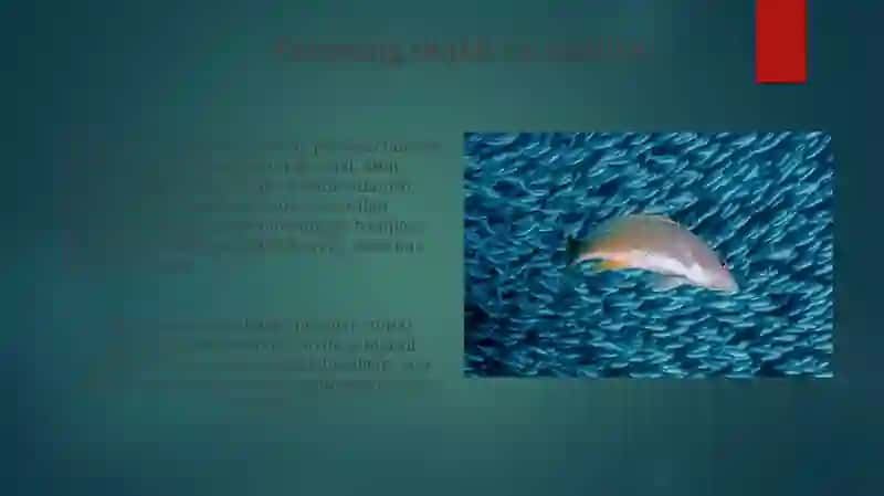 Baliqlarning asosiy belgilari 4