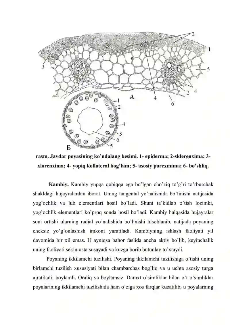 Poyaning ichki tuzilishini mikroskop ostida kuzatish 4