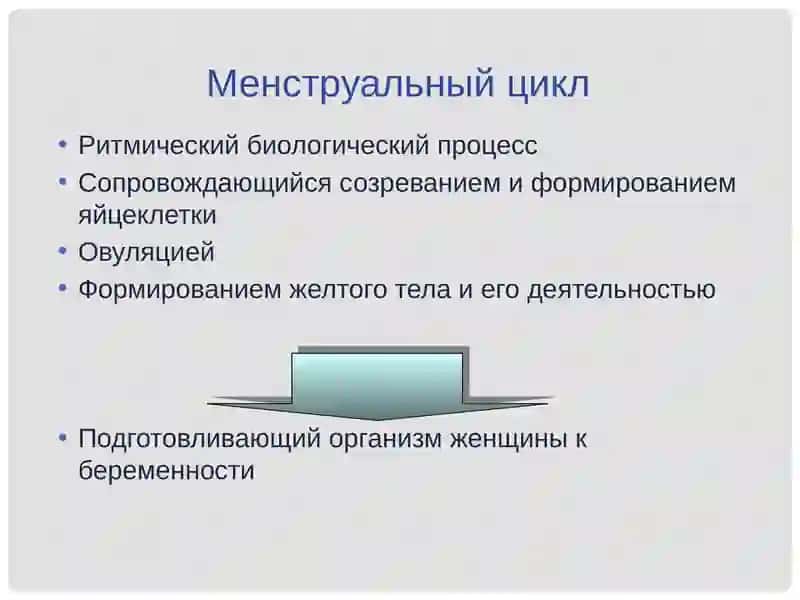 Менструальный цикл  и  его регуляция 4