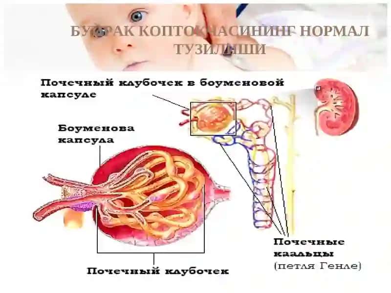 Bolalarda glomerulonefritlar toliq 4