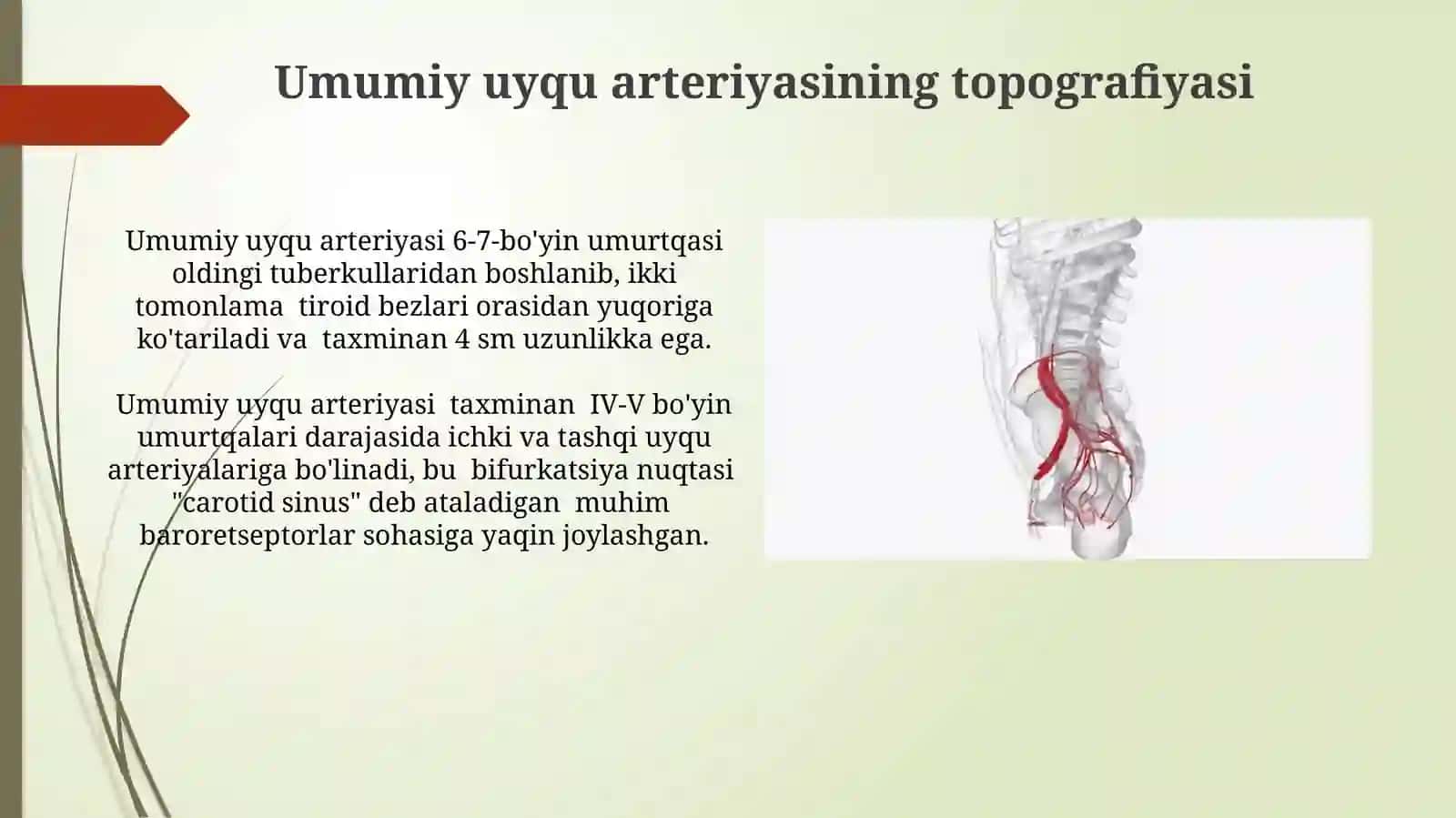 Umumiy va tashqi uyqu arteriyalari 4