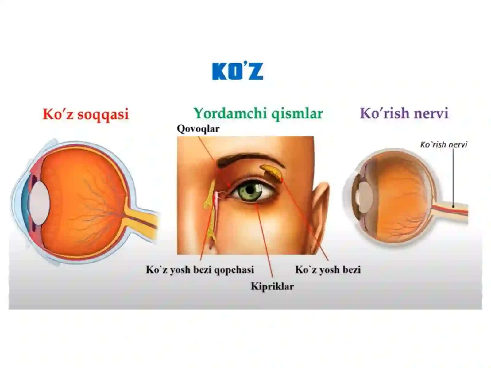 Sezgi azolari tuzilishi 4