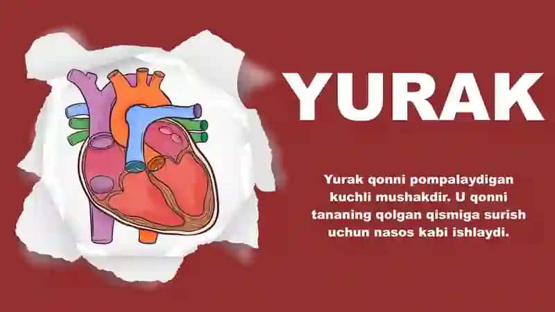 QON AYLANISH TIZIMI QISMLARI 4
