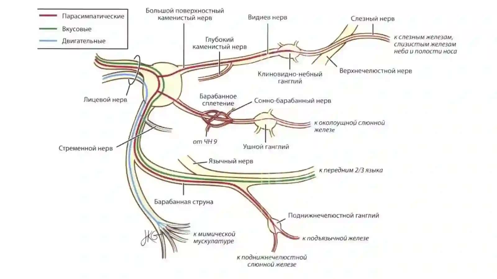 Nervus facialis 4