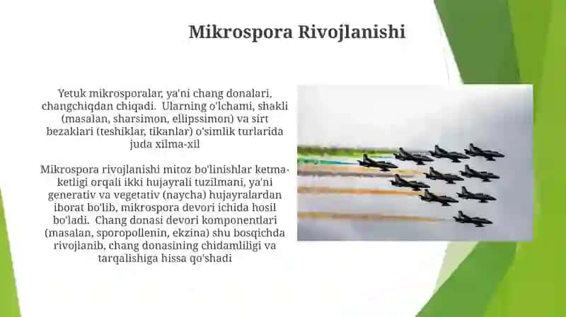Mikrosporongenez 4