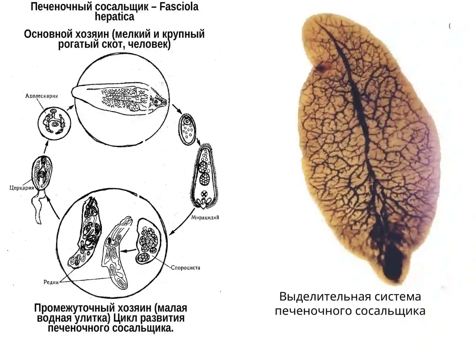 Медицинская гельминтология 4