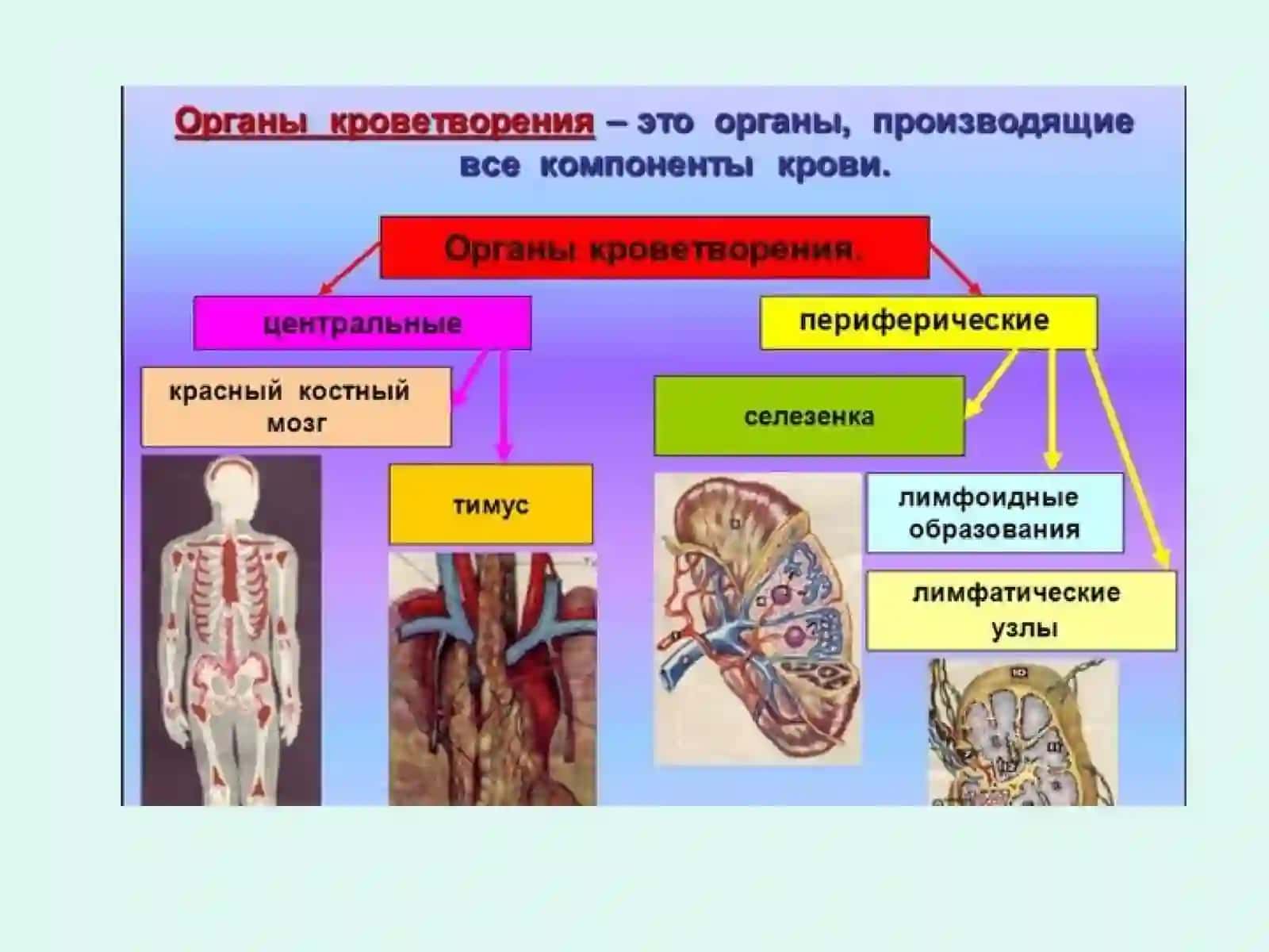 Гемопоэзни бошкарилиши 4