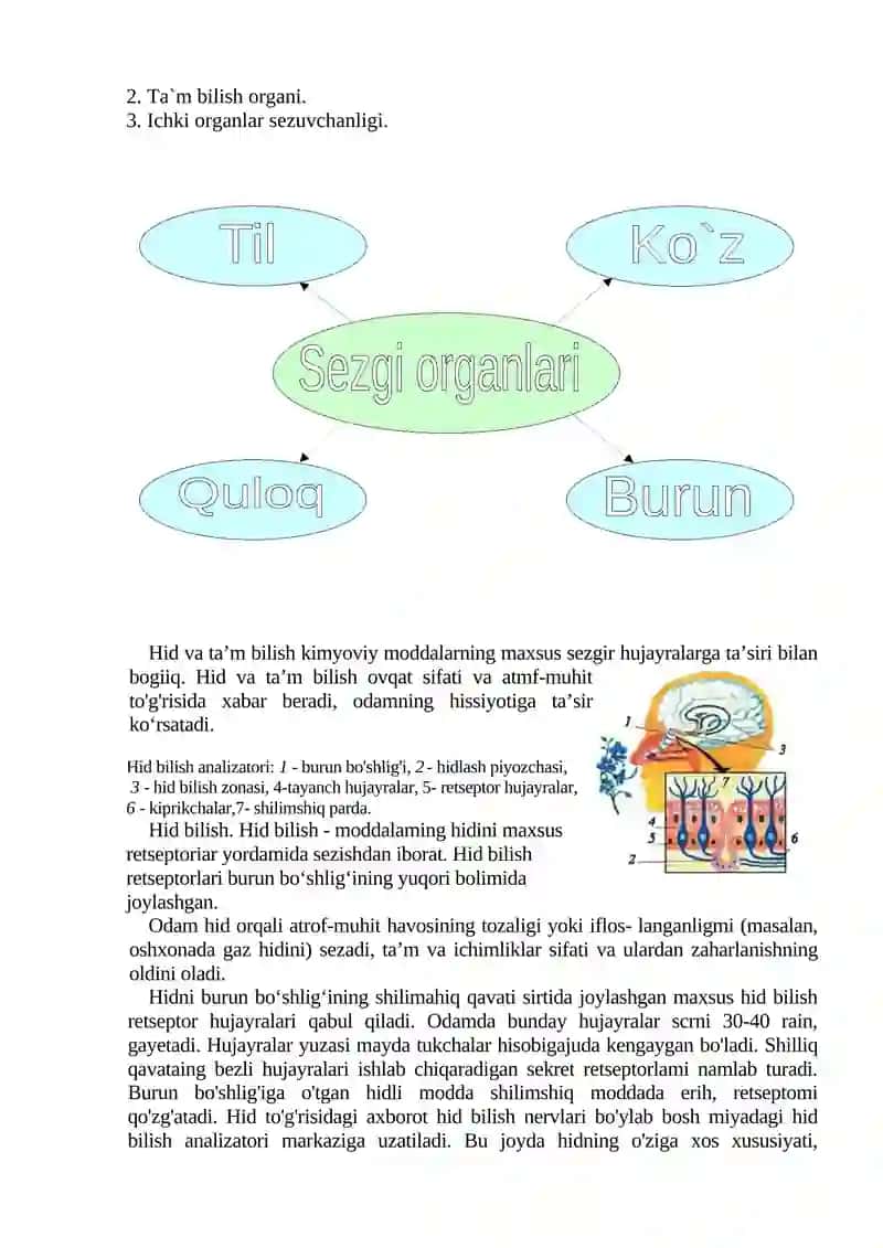 Hid va ta`m bilish organlari. DARS ISHLANMASI 4
